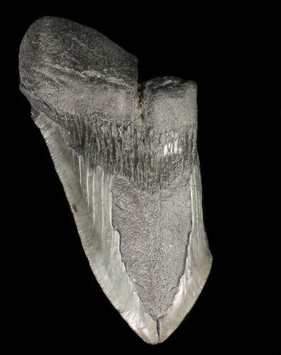 Partial, Megalodon Tooth - Georgia #57886